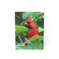 Cardinal - Greeting Cards (1, 10, 30, and 50pcs)