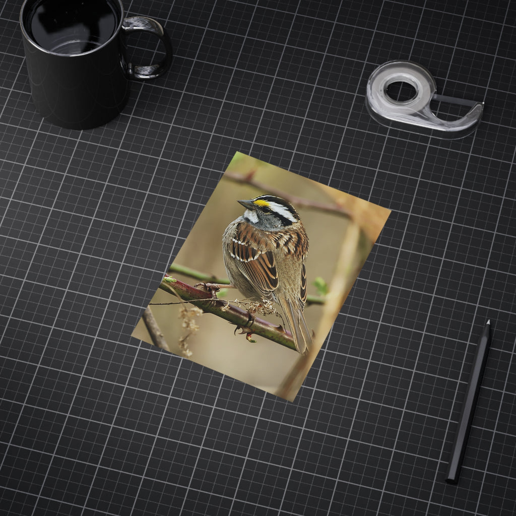 White-throated Sparrow - 5x7 Prints