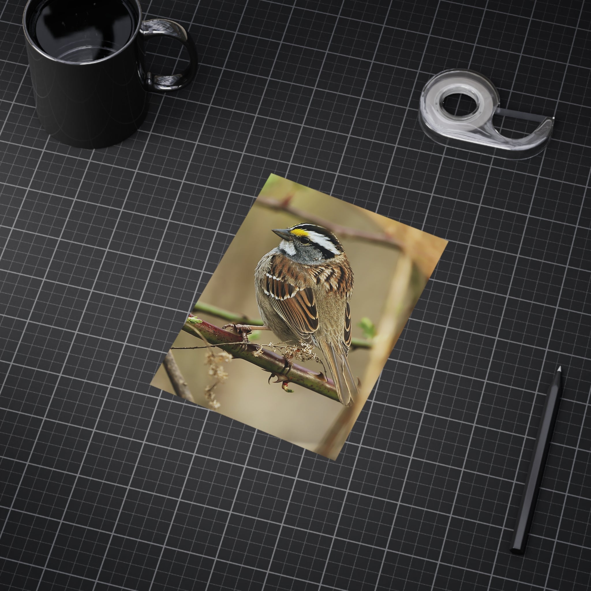 White-throated Sparrow - 5x7 Prints