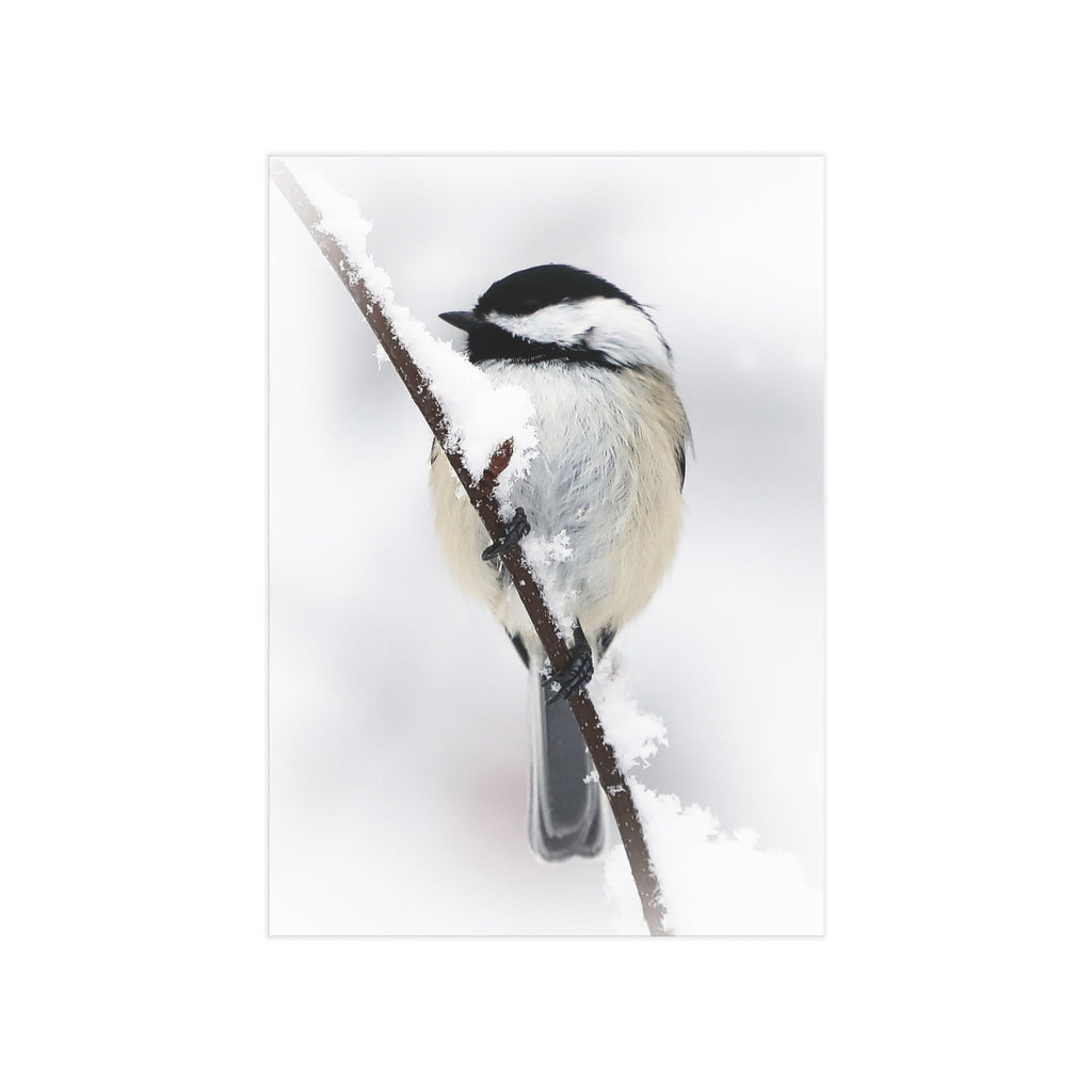 Black-capped Chickadee - 5x7 Prints