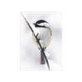 Black-capped Chickadee - 5x7 Prints