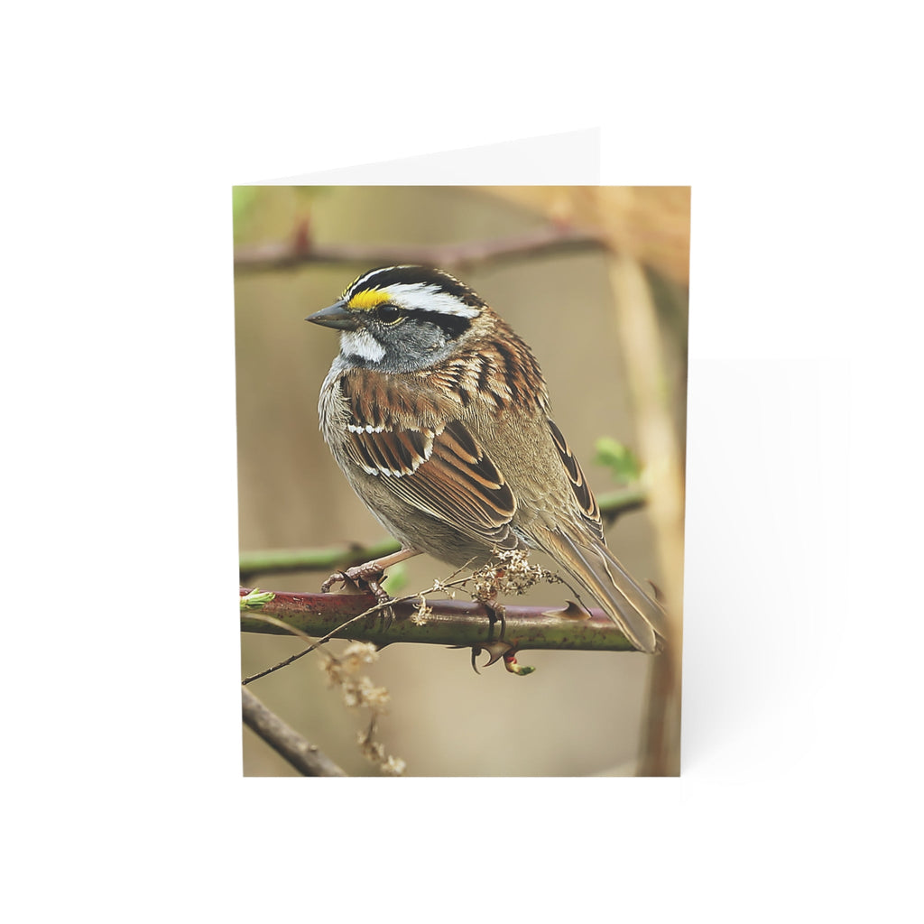 White-throated Sparrow - Greeting Cards (1, 10, 30, and 50pcs)