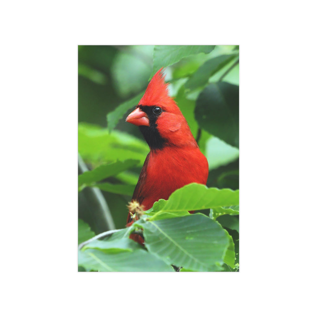 Cardinal - 5x7 Prints