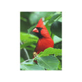 Cardinal - 5x7 Prints