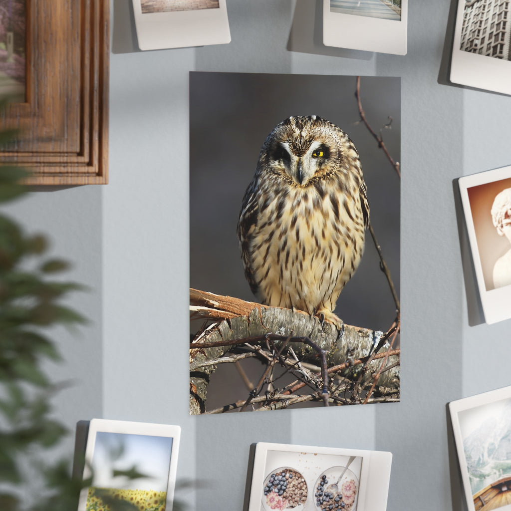 Short-eared Owl - 5x7 Prints