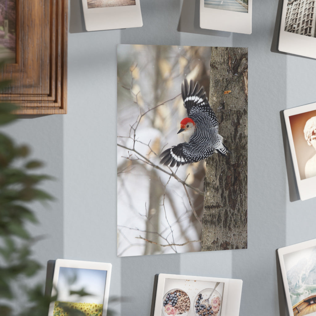 Red-bellied Woodpecker - 5x7 Prints