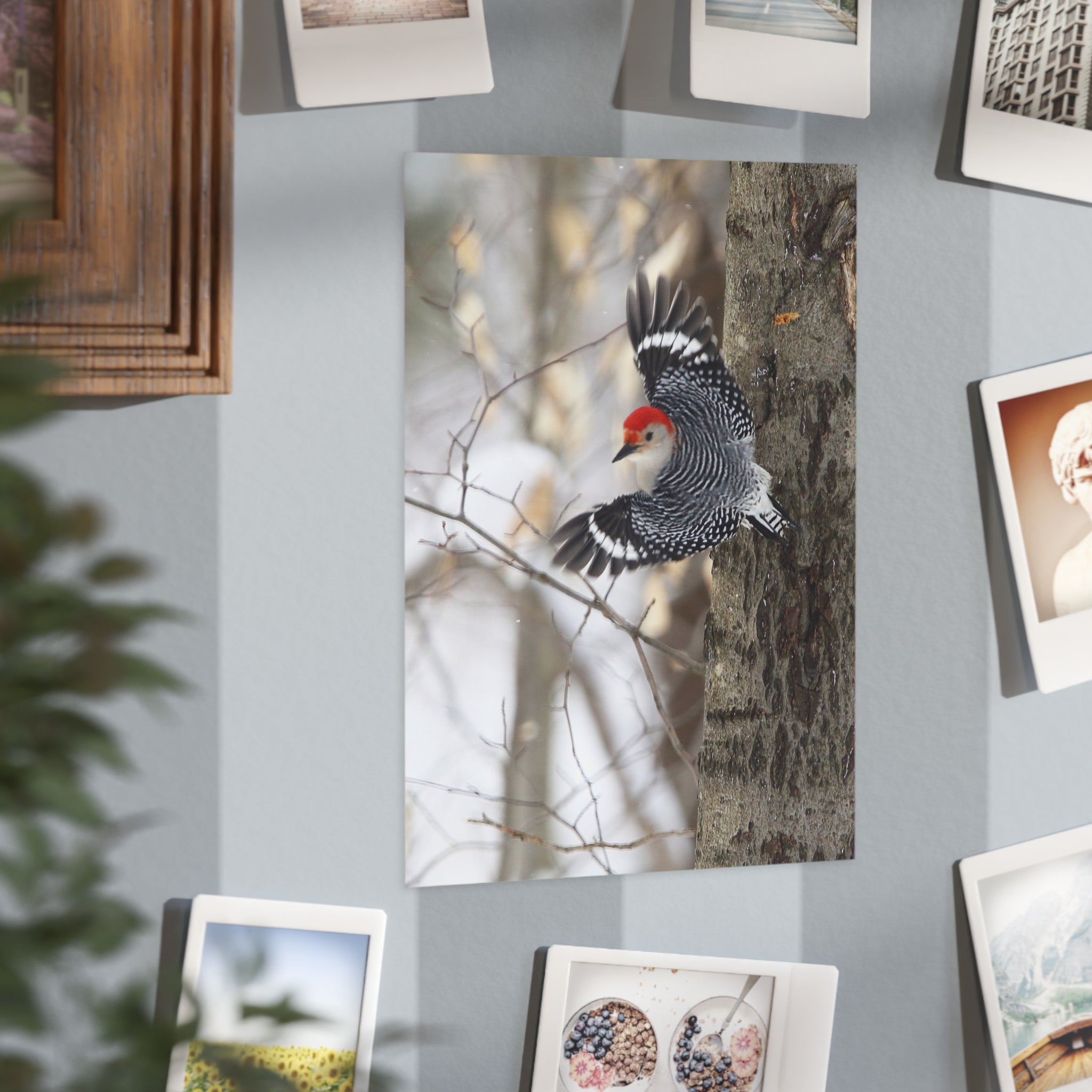 Red-bellied Woodpecker - 5x7 Prints