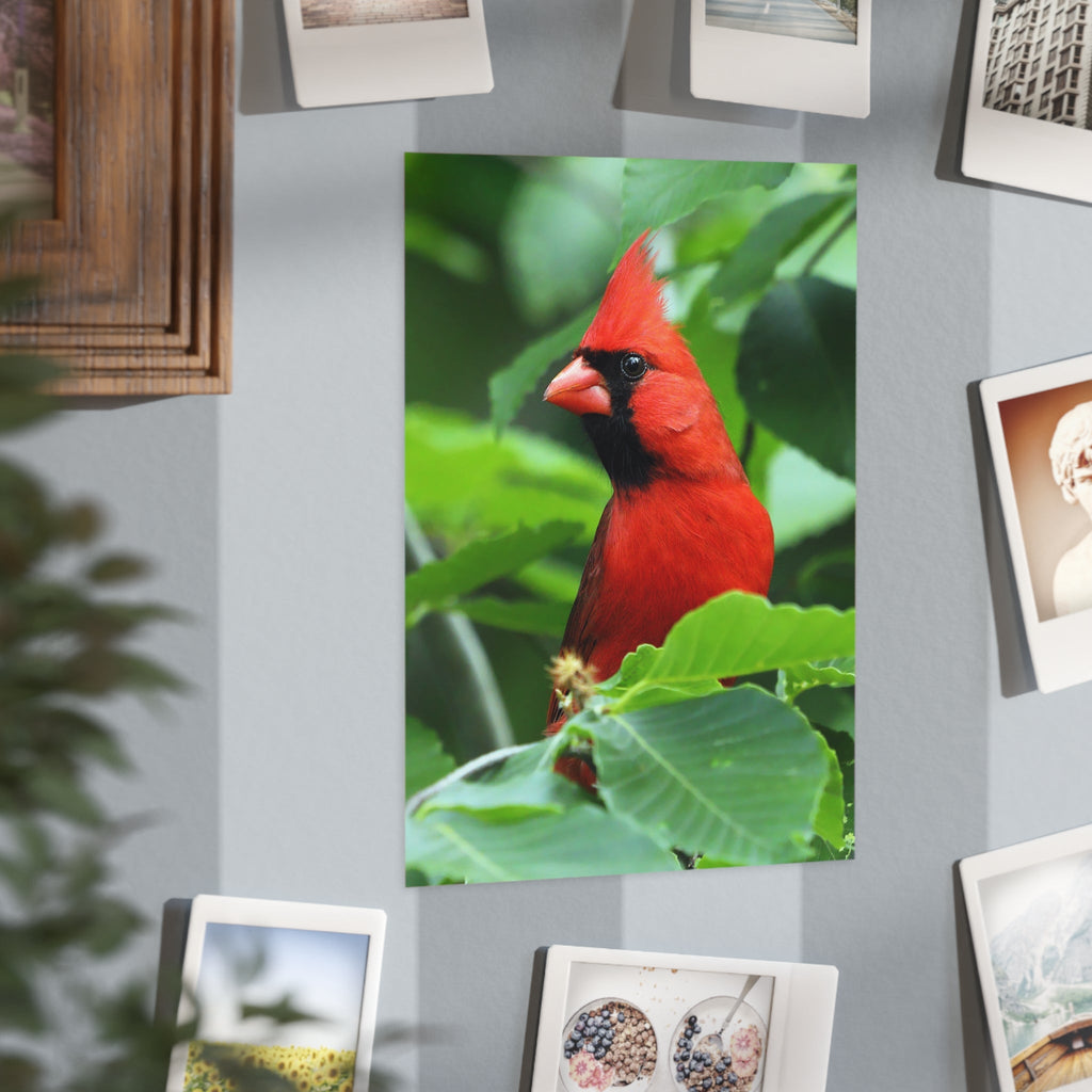 Cardinal - 5x7 Prints