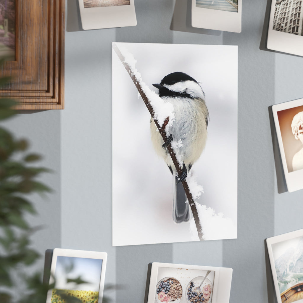 Black-capped Chickadee - 5x7 Prints