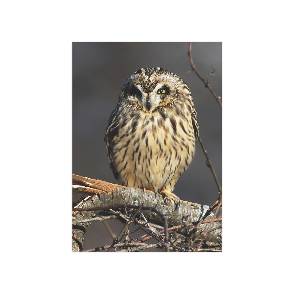 Short-eared Owl - 5x7 Prints