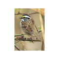 White-throated Sparrow - 5x7 Prints