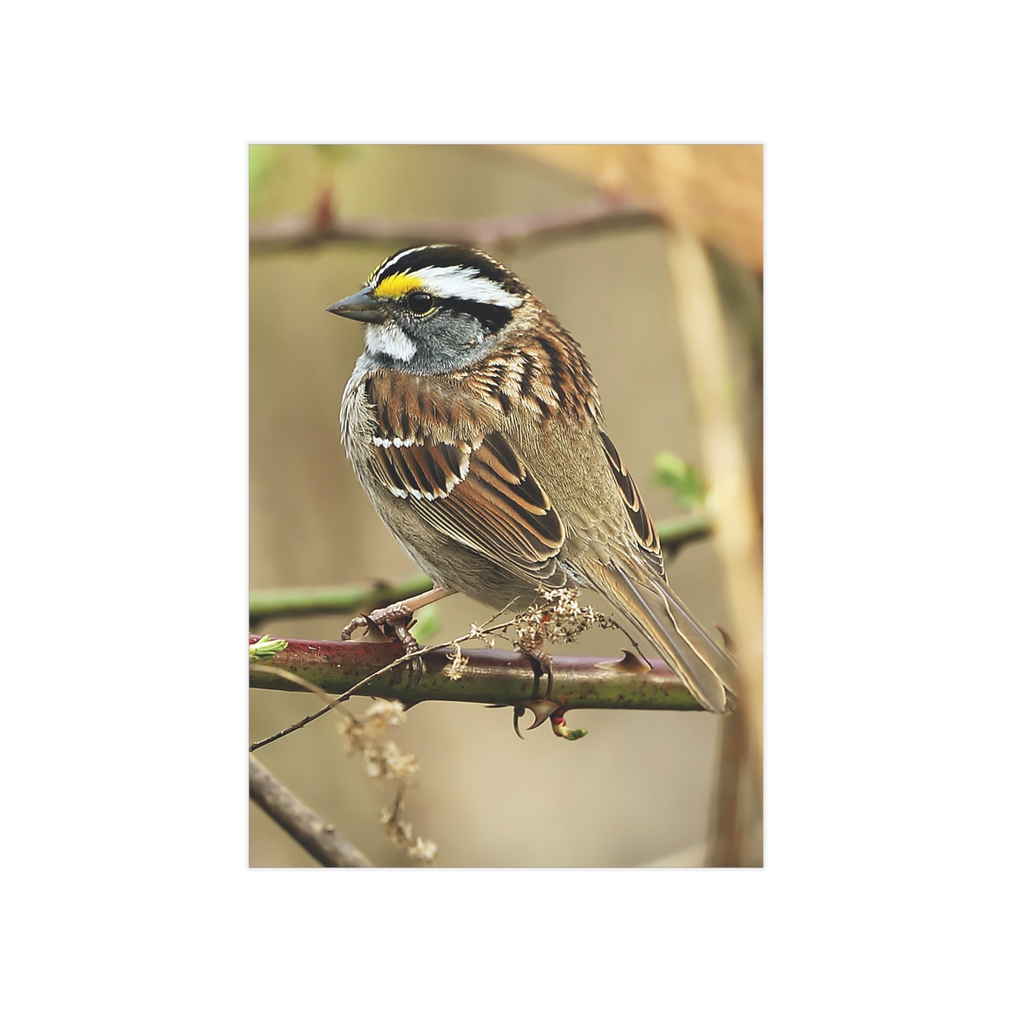 White-throated Sparrow - 5x7 Prints