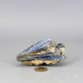 Blue Kyanite Crystal Blades in Clear Quartz Cluster
