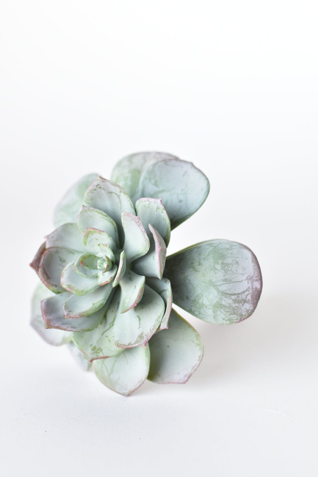 5" Faux Green Aeonium Pick Stem
