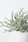 8" Faux Soft Touch Green/Gray Pencil Cactus Pick
