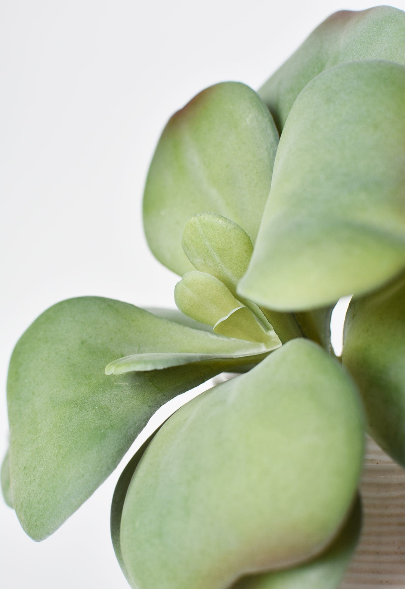 6" Faux Green\Gray Kalanchoe Succulent Pick