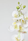 30" Faux White Orchid Stem