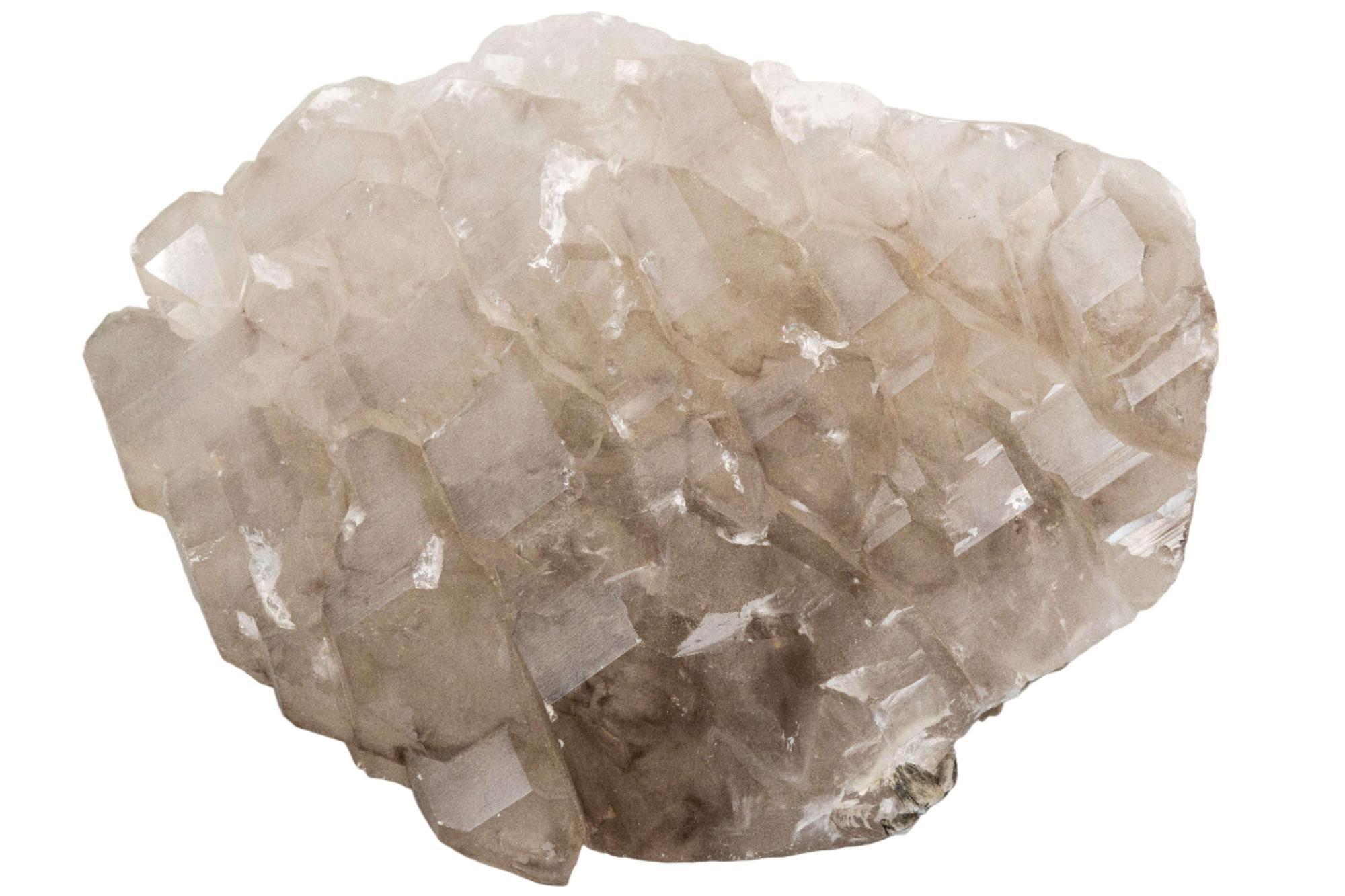 Smoky Quartz Crystal Gator Back Cluster Raw Specimen