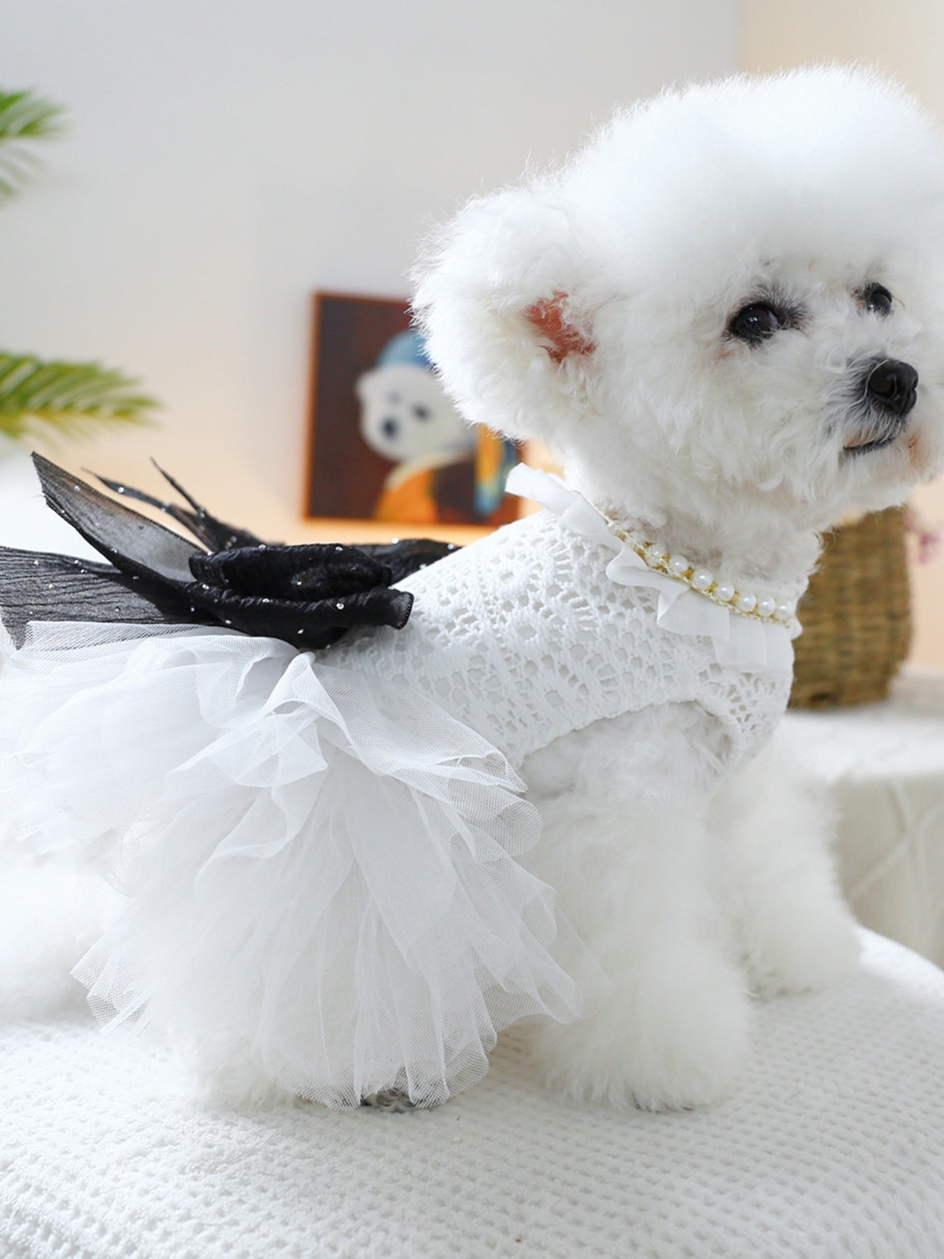 Ruffled Lace Pet Dress