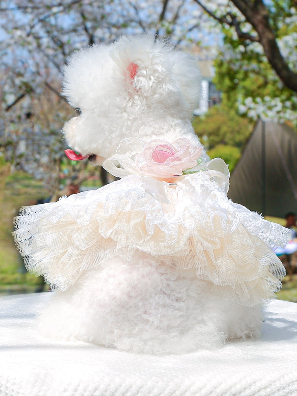 Ruffled Lace Pet Dress